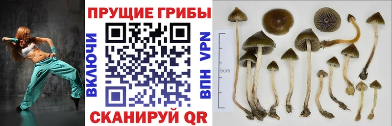 Галлюциногенные грибы GOLDEN TEACHER как найти закладки Ейск